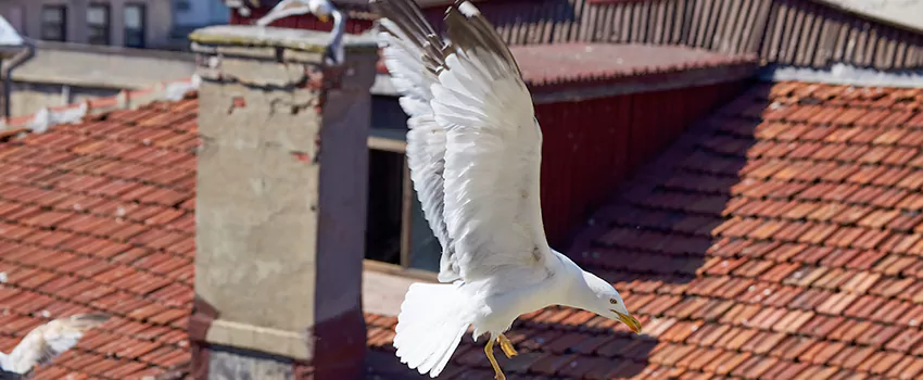Residential Chimney Animal Removal Solution in Jamestown, ND