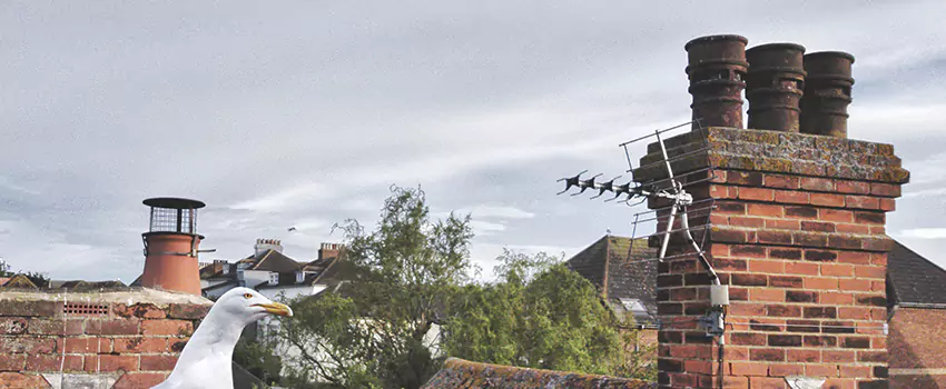 Chimney Cleaning And Restoration in Jamestown, North Dakota
